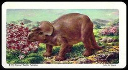 36 Pachyrhinosaurus